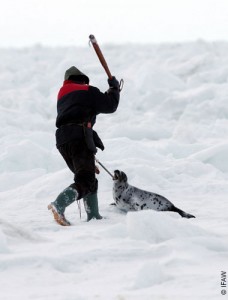 Clubbing seals